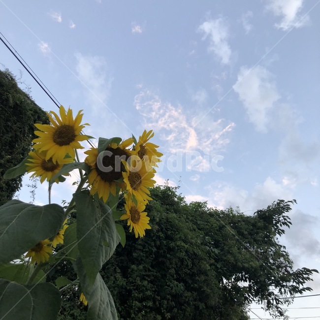 식물,꽃,해바라기,여름,여름감성,맑음,하늘,구름,전깃줄,flower,plant,sunflower,blossom