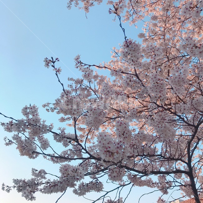 벚꽃,봄,하늘,꽃,풍경