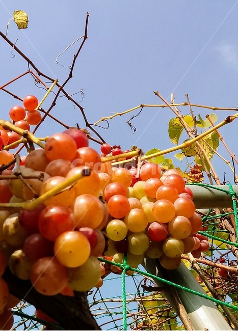 식물,plant,열매,포도,과일,fruit,과일,열매,fruit