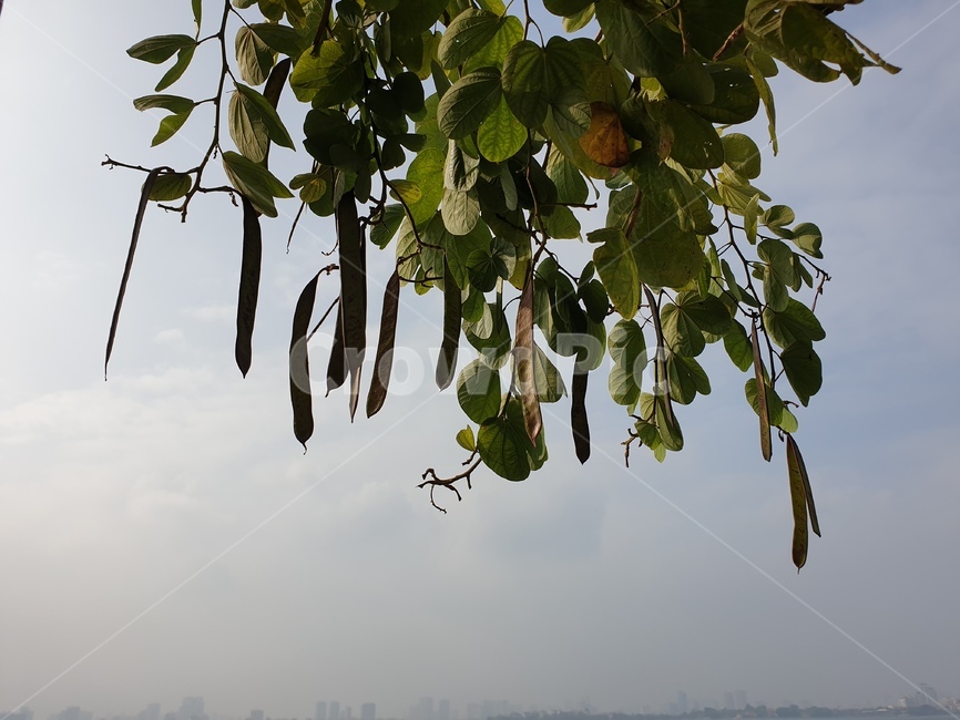 plant,식물,자연,하늘,sky,주렁주렁,구름,맑음