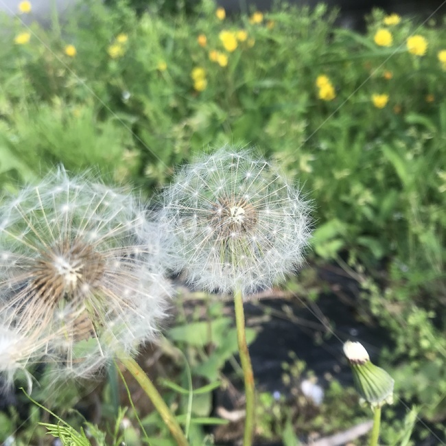 민들레씨,민들레씨앗,봄민들레,민들레씨앗들,민들레씨,식물,자연,plants,nature