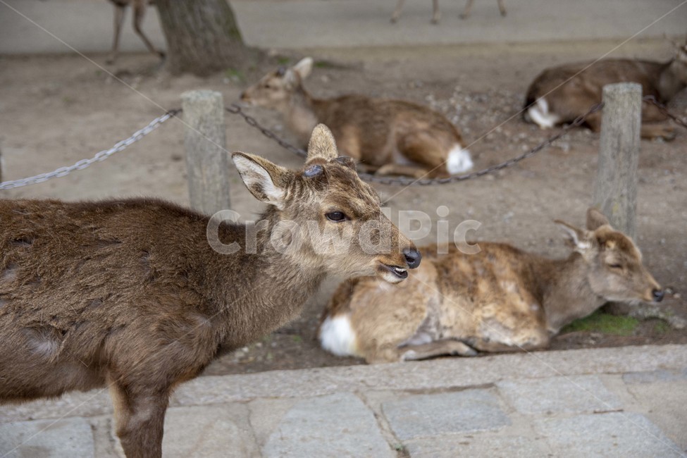 deer,사슴,mammal,포유류,wildlife,야생생물,animal,동물