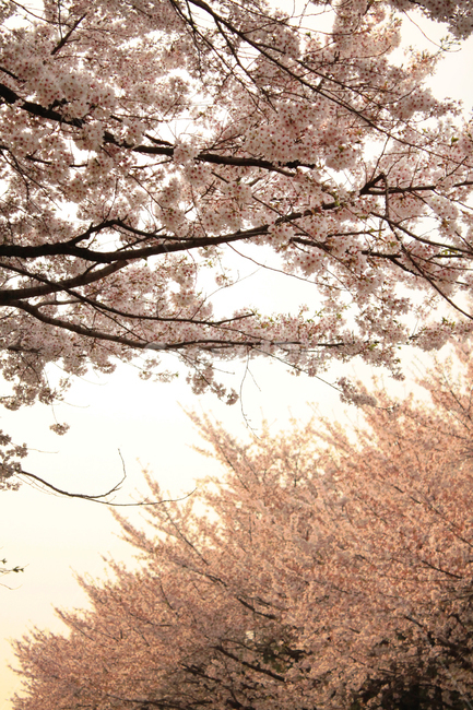벚꽃,꽃,봄,나무,가지,나뭇가지,봉우리,꽃잎,개화,blossom,cherryblossom,식물,자연,plants,nature,꽃,flower