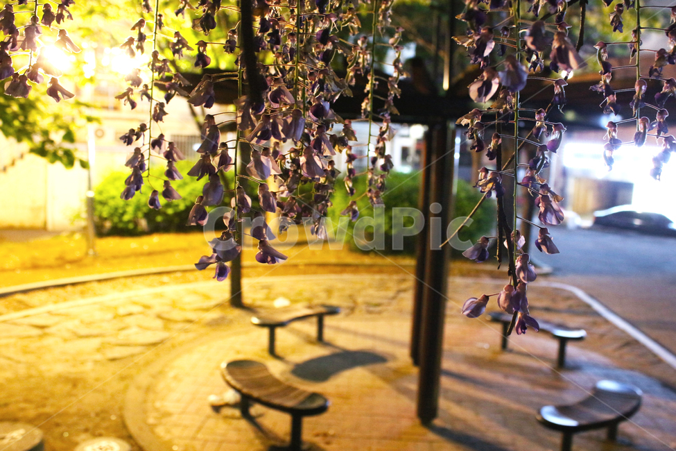 공원,밤,의자,넝쿨,가로등,불빛,빈자리,기다림,식물,자연,plants,nature