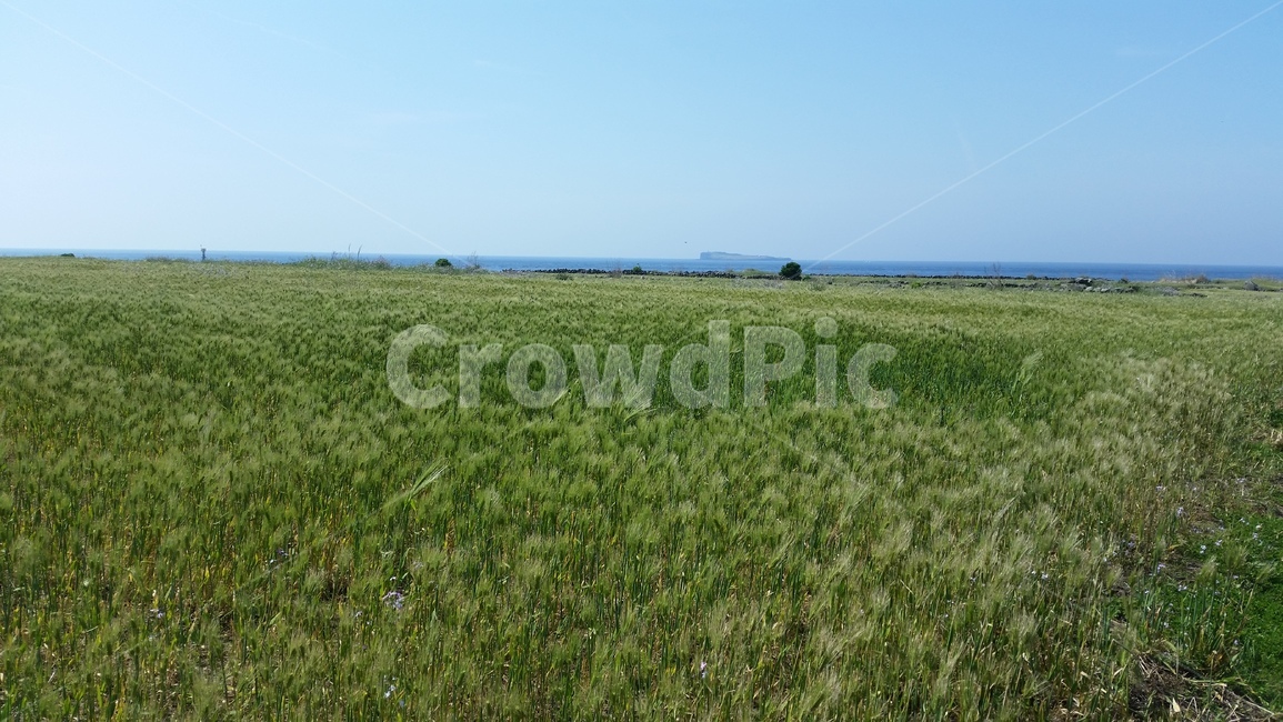 언덕,청보리,들판,초원,동산,고개,평지,풍경,구릉,평원,평야,hill,hillock,koppie