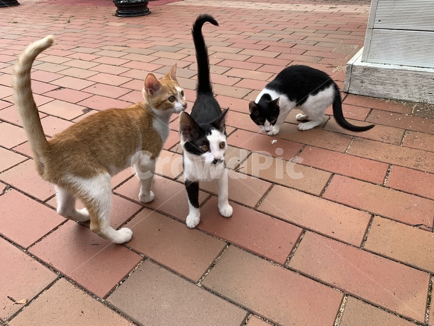 고양이,길고양이,동물,아기고양이,길냥이,펫,포유류,귀여운,animal,cat,pet,kitty,lovely