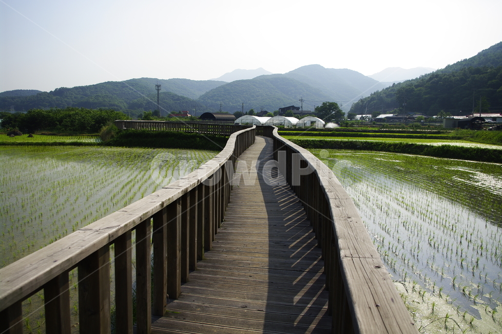 논,식물,plant,풍경,산,시골,길,자연,풍경,nature,landscape,field,들,grassland,목초지,outdoors,옥외,paddy field,패디 필드