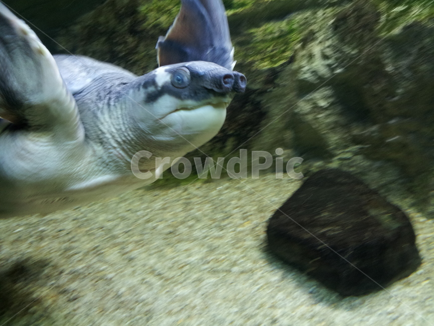 거북이,돼지코거북,헤엄,turtle,pignosedturtle,동물,animal,파충류,양서류,reptile,amphibian
