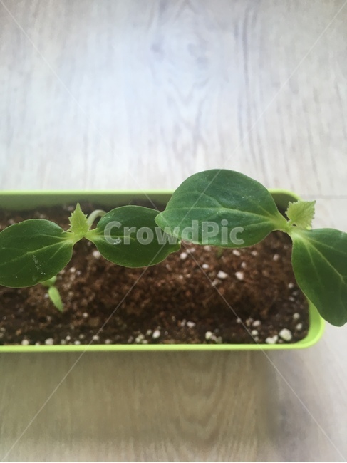 흙,새싹,봄,seed,bud,sprout,화분,풀