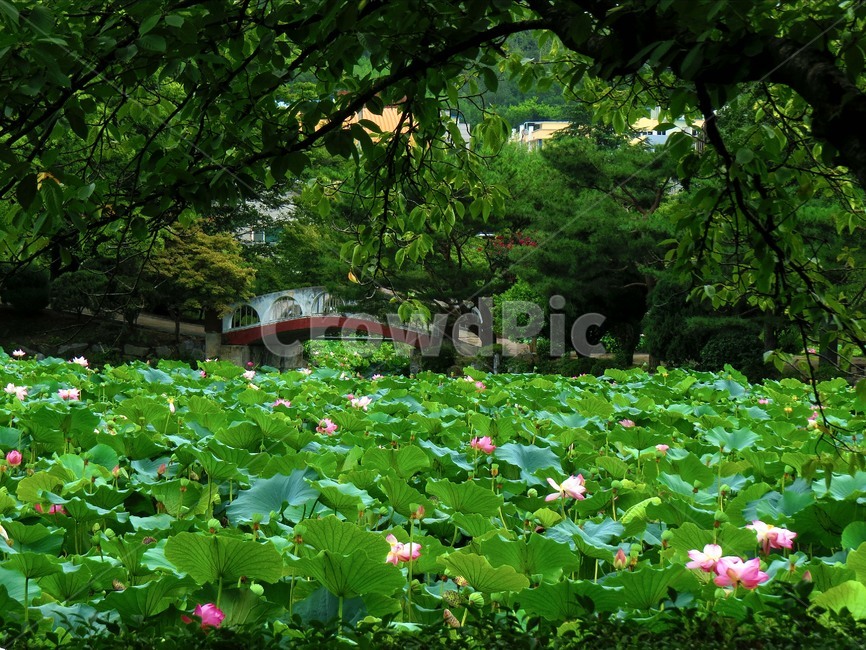 꽃,연꽃,lotus,연화지,김천,경상북도,저수지,감성,풍경,배경,green,flower,landscape,natural,nature,자연,reservoir,gimcheon,sensibility,자연,풍경,nature,landscape,outdoors,옥외,plant,식물