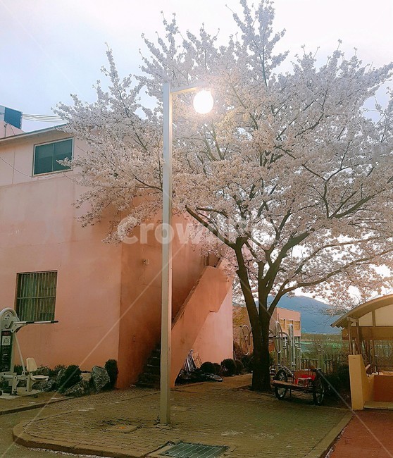 가로등,벚꽃,cherryblossom,봄,spring,꽃