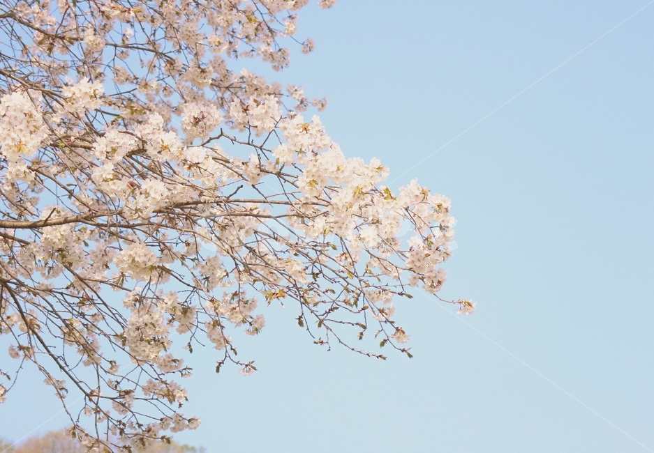 꽃,봄,벚꽃,자연,하늘,봄,계절,spring,season,식물,자연,plants,nature,꽃,flower,plant,blossom,cherry blossom