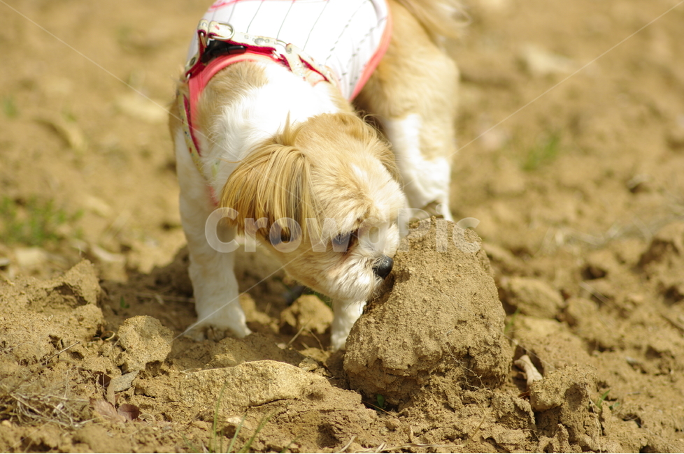 산책,강아지,돌,흙,냄새,조사,확인,궁금,찾기,동물,animal,포유류,mammal,개,강아지,dog,doggy