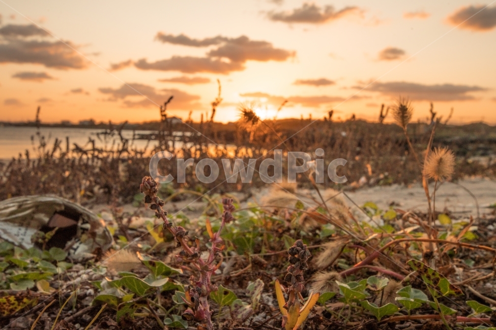 일출,바다,해,태양,제주도,해변,풍경,자연,식물,자연,plants,nature