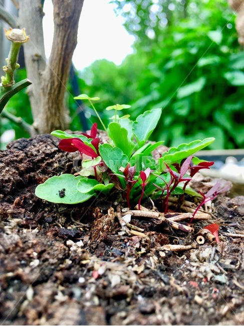 새싹,식물,초록,빨강,나무,생명,화분,자연,plants,nature