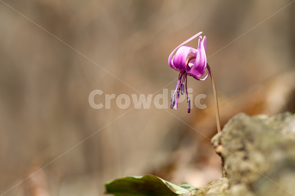 화야산,엘리지,봄,봄꽃,야생화,봄,계절,spring,season,식물,자연,plants,nature,꽃,flower,plant