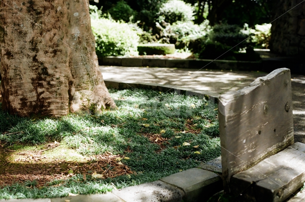 일상,자연,배경,빛내림,빛,감성,감성사진,풍경,나무,풀,휴식,힐링,rest,relaxation,healing,감성,sensible,feeling
