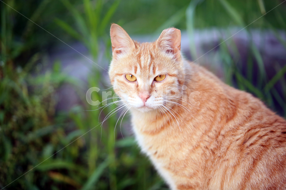 고양이,길고양이,눈빛,눈맞춤,동물,공원,야외,동물,animal,포유류,mammal,고양이,cat,kitten,kitty