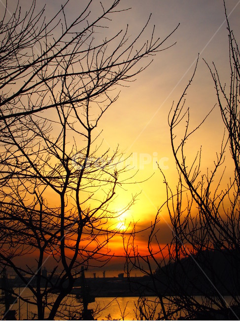 하늘,노을,여명,자연,야경,sky,nature,feeling,sunset,석양,황혼,감성,감성사진,나무,해넘이