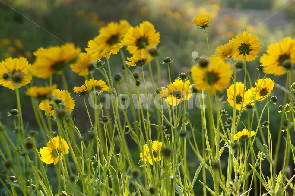 금계국,노랑,봄,빛,아침,풍경,식물,자연,plants,nature,꽃,flower