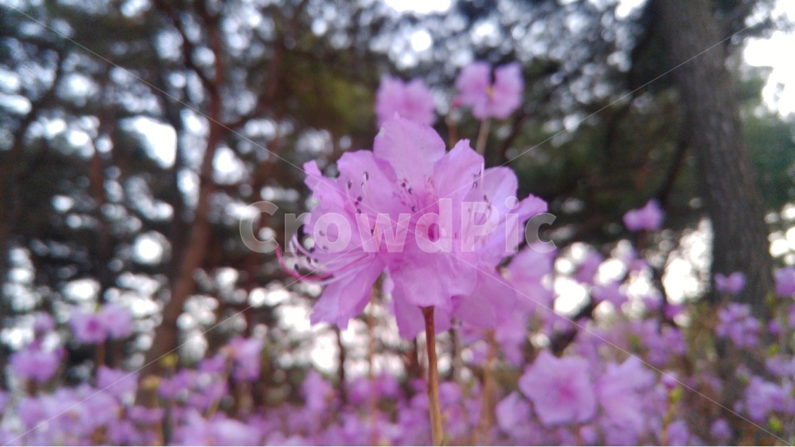 꽃,진달래,자연,봄,flower,nature,spring,봄,계절,spring,season,식물,자연,plants,nature,꽃,flower,geranium,제라늄,plant,blossom