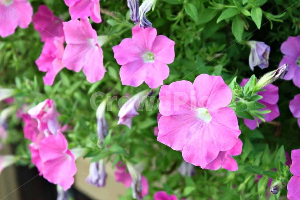 나팔꽃,모닝글로리,꽃,아침,핑크,beauty,plant,식물,작물,자연,nature,flower,morningglory,식물,자연,plants,nature,꽃,flower