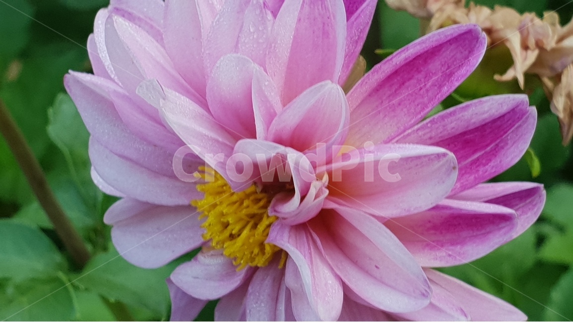 다알리아꽃,여름,꽃잎,분홍색,자연,식물,겹꽃,natural,dahliaflowers,pink,backgroundimage,배경,배경이미지,배경화면,색감,바탕,텍스쳐,질감,패턴,이미지,식물,자연,plants,nature,꽃,flower