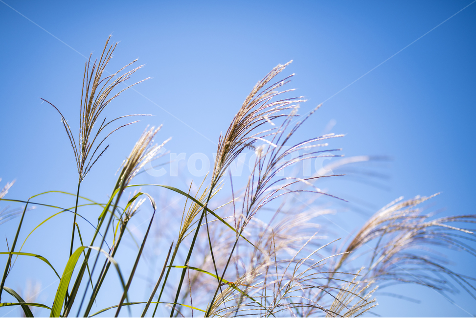 억새,갈대,가을,가을분위기,하늘공원,가을,계절,fall,autumn,season,식물,자연,plants,nature,plant,grass,잔디,lawn,reed