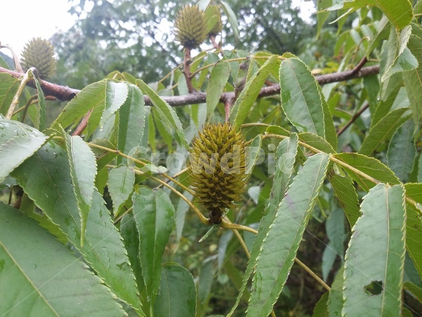 식물,plant,leaf,잎,tree,나무,식물,자연,plants,nature