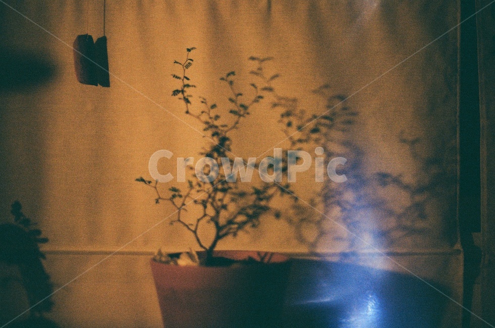 화분,소포라,커튼,필름사진,그림자,집,실내,인테리어,식물,자연,아름다운,감성사진,film,plant,nature,interior,sensitive,감성,sensible,feeling