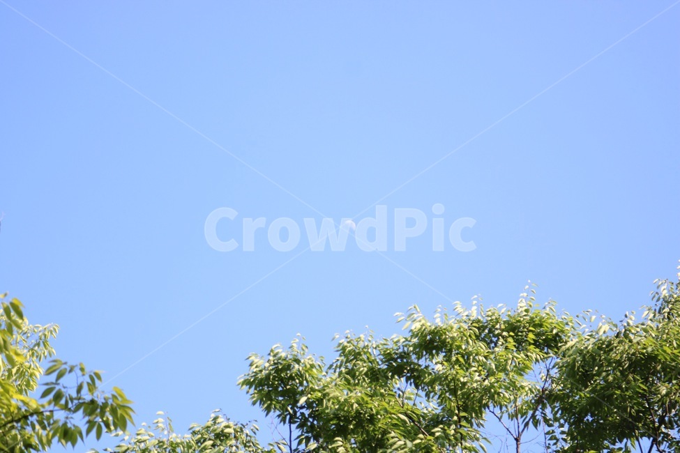 달,하늘,나무,자연,하늘색,초록,moon,sky,tree,nature,skyblue,green,tsuki,sora,ki,sorairo,midori,식물,plants,shokubutsu,자연,풍경,nature,landscape