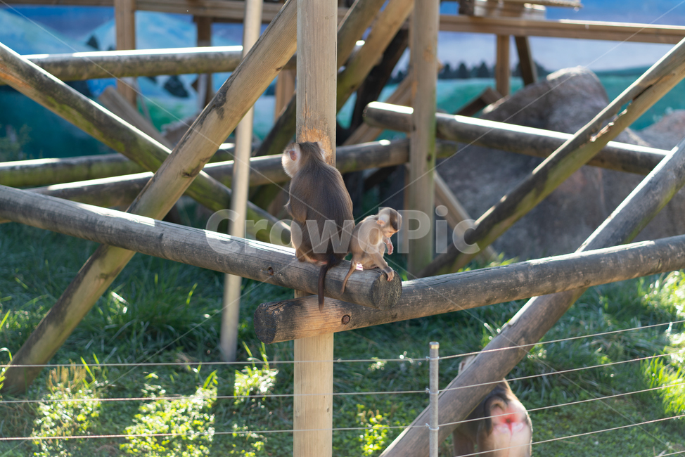 아기원숭이,원숭이,동물,monkey,animal,영장류,natural,nature,관람,관광지,구경거리,동물원,포유류,mammal,실외,자연,동물,animal,포유류,mammal