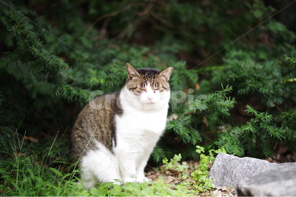 고양이,길고양이,길냥이,동물,애완동물,생명,자연,야생동물,cute,lovely,adorable,pet,animal,street,streetcat,natural,nature,stray,straycat,wild,wildlife,wildcat,동물,animal,포유류,mammal,고양이,cat,kitten,kitty