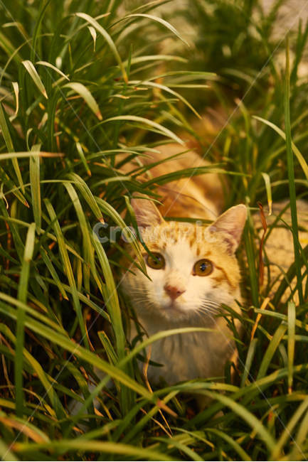 고양이,집사,숲,맹수,사냥,숨바꼭질,노란,초록숲,동물,animal,포유류,mammal,고양이,cat,kitten,kitty,감성,sensible,feeling