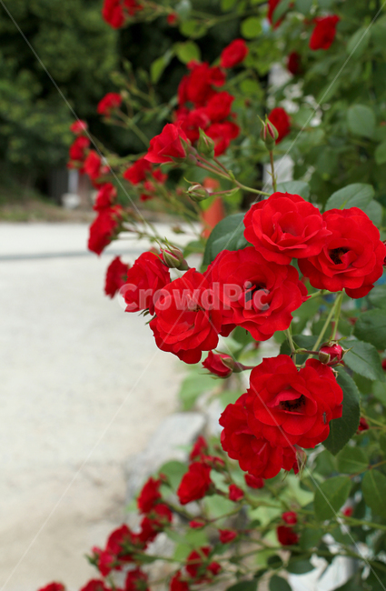 장미,장미꽃,빨간장미,빨강,red,rose,사랑,로맨스,장미넝쿨,love,식물,정원,야외,봄,한국,5월,자연,bush,day,fresh,green,spring,plant,그린,녹색,꽃봉우리,식물,자연,plants,nature,꽃,flower