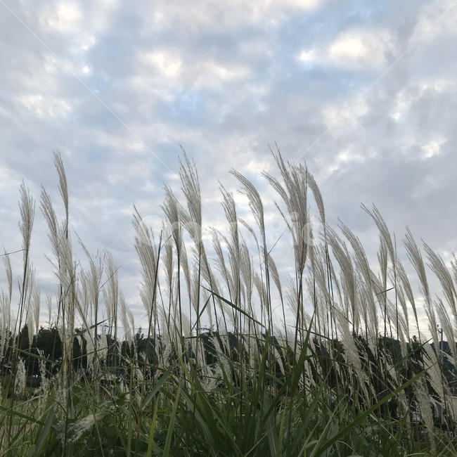 plant,식물,갈대,순천,갈대밭,여름,초록,하늘,배경