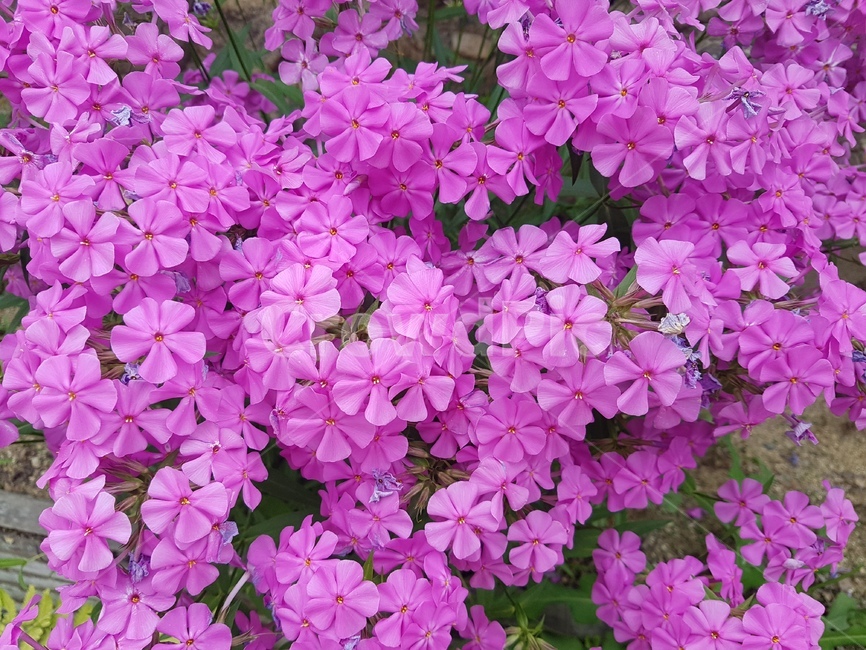 geranium,제라늄,blossom,꽃,flower,plant,식물