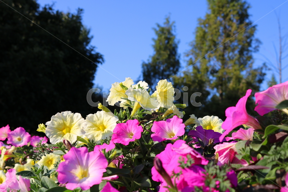 꽃,페튜니아,페튜니아꽃,식물,자연,페츄니아,분홍꽃,노란꽃,식물,자연,plants,nature,꽃,flower