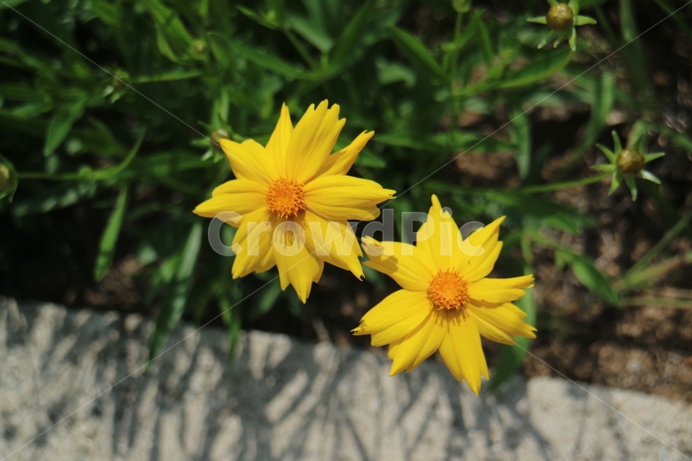식물,꽃,flower,blossom,plant