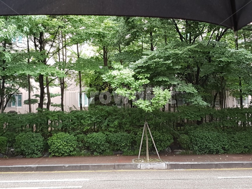 비오는날,비오는풍경,우산,빗방울,검은우산,rain,umbrella,raindrop