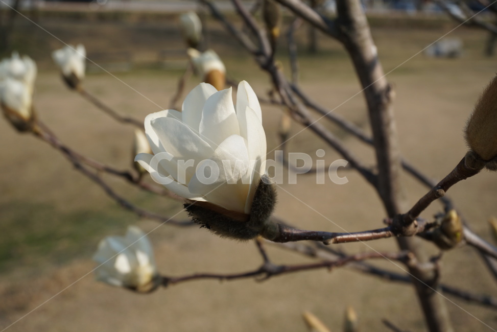 plant,식물,목련,목련화,목련봉우리,꽃봉우리,봄,초봄