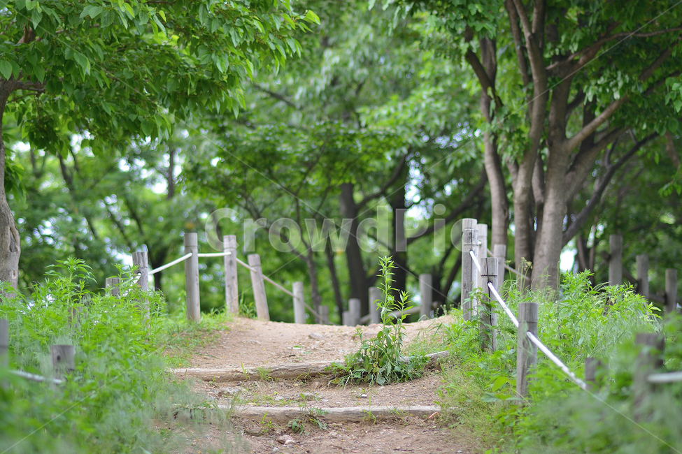 숲길,나무,길,초록,풍경,자연,풍경,nature,landscape,식물,plants,나무,trees,wood,road,도로,gravel,자갈,dirt road,흙길