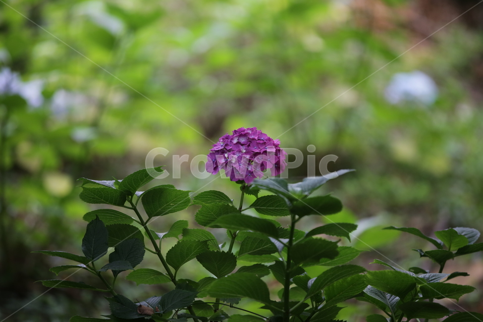 수국,Bigleafhydrangea,쌍떡잎식물,장미목,낙엽관목,수국꽃,식물,자연,plants,nature,꽃,flower,식물,자연,plants,nature,꽃,flower