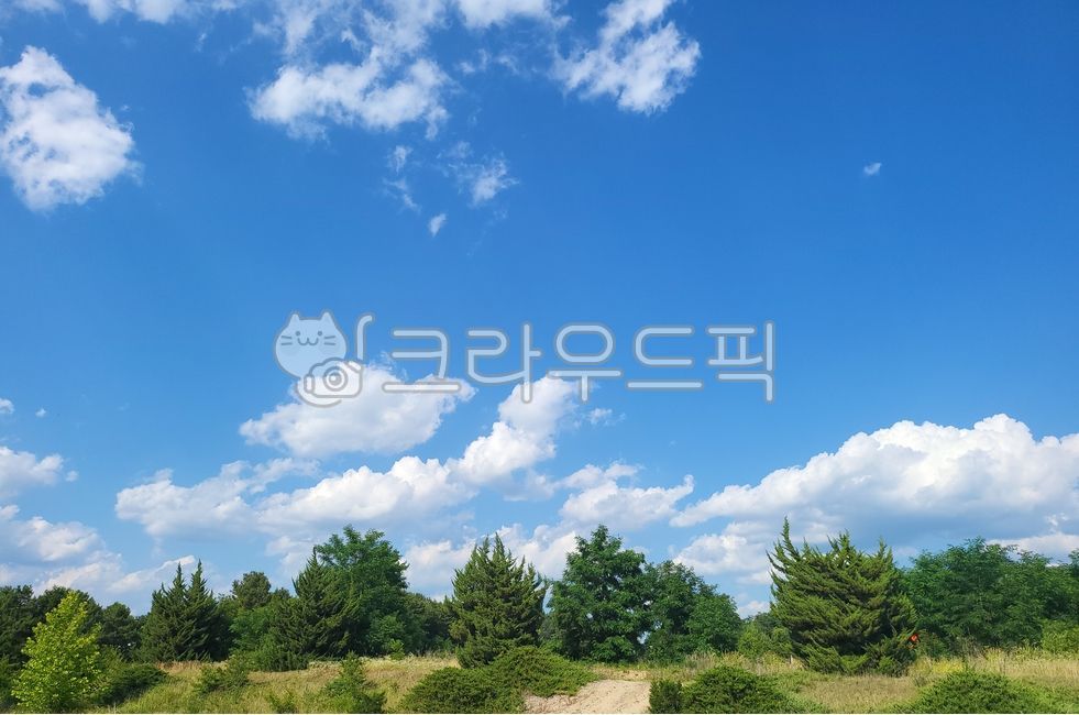 sky,tree,blue sky,scenery,summer sky,summer scenery
