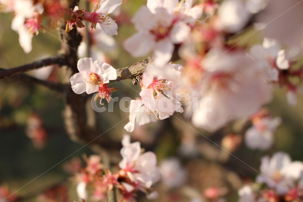 꽃,봄,spring,flower,매화