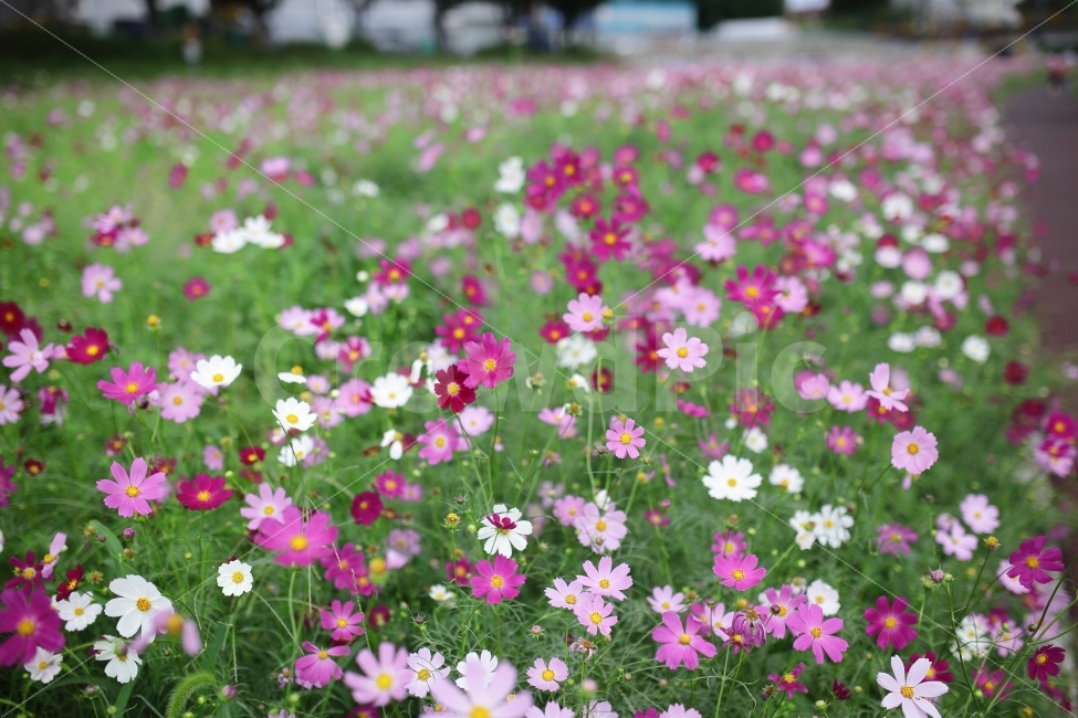 코스모스,풍경,가을,풍경사진,cosmos,아웃포커싱,autumn,fall,자연,캐논,cannon,대전,한국,가을,계절,fall,autumn,season,식물,자연,plants,nature,꽃,flower,petal,꽃잎,plant,blossom,spring,봄,field,들