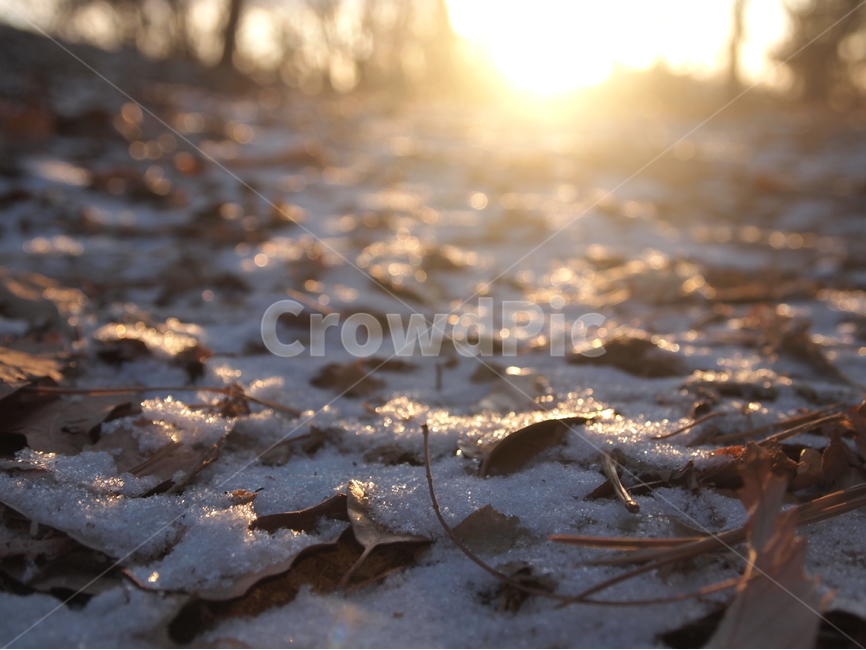 빛,식물,자연,눈,겨울,lights,낙엽,plants,fallenleaves,snow,winter,겨울,계절,winter,season,자연,풍경,nature,landscape,outdoors,옥외,light,flare,플레어