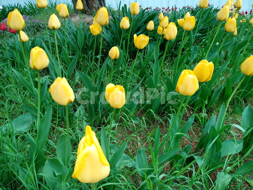tulip,백합과,구근초,여러해살이화초,꽃,튤립,빨강색,봄,식물,자연,springseasonflower