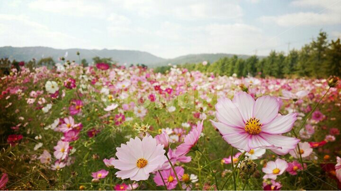 코스모스,가을,꽃,분홍분홍,cosmos,flower,pink,꽃말소녀의순애,fall,가을,계절,fall,autumn,season,식물,자연,plants,nature,꽃,flower,plant,blossom,petal,꽃잎,aster,과,daisy,데이지,daisies,spring,봄