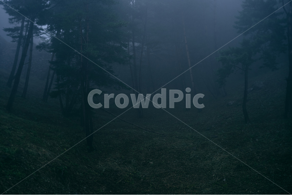 나무,어둠,음산,숲,안개,공포,자연,nature,outdoors,옥외,weather,날씨,나무,trees,wood,비,비오는날,rain,rainy